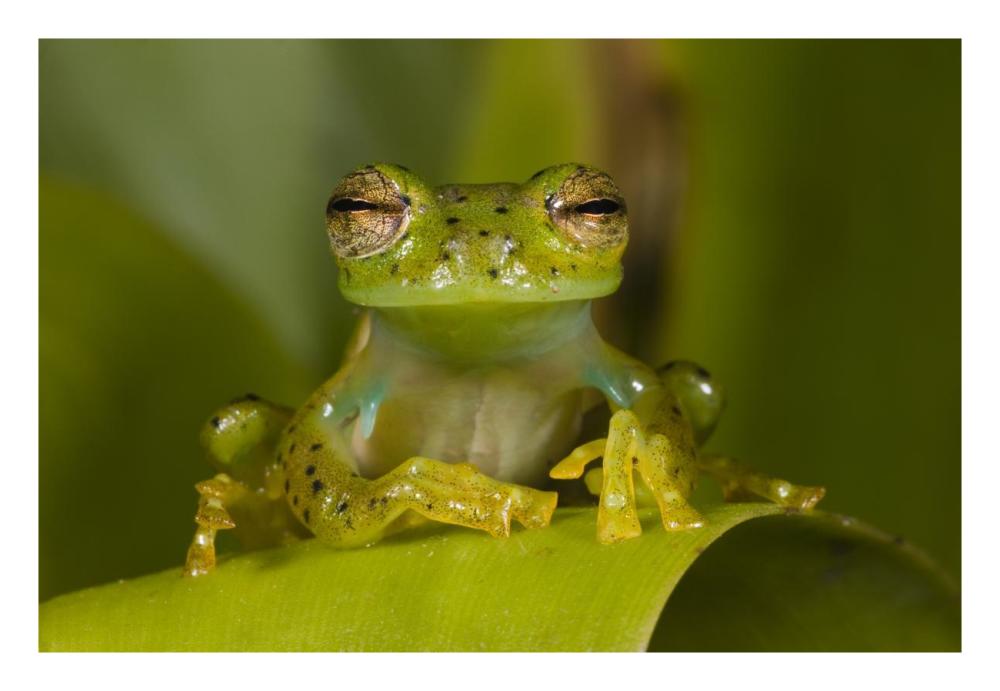 Emerald Glass Frog, northwest Ecuador-Paper Art-26"x18"