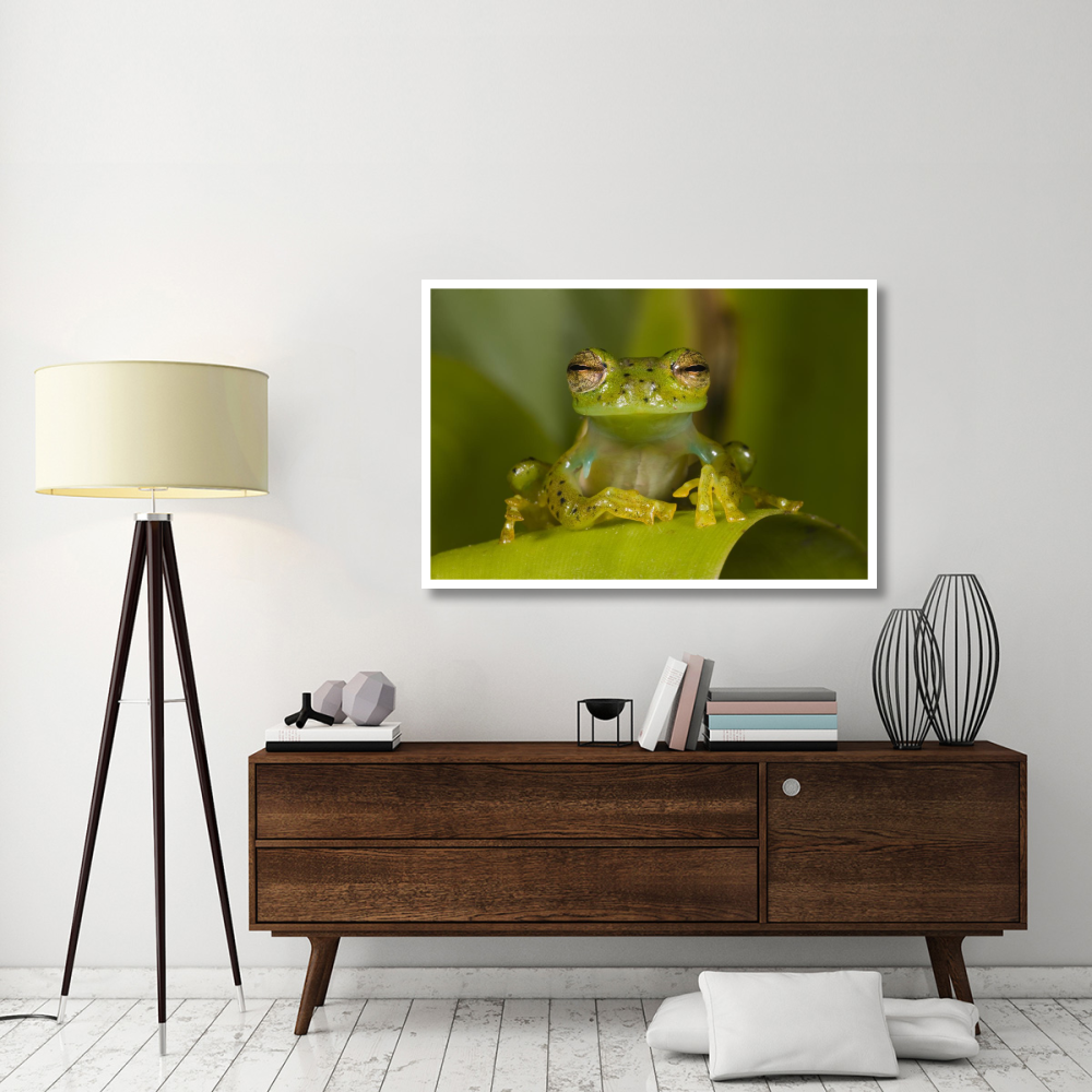 Emerald Glass Frog, northwest Ecuador-Paper Art-50&quotx34"