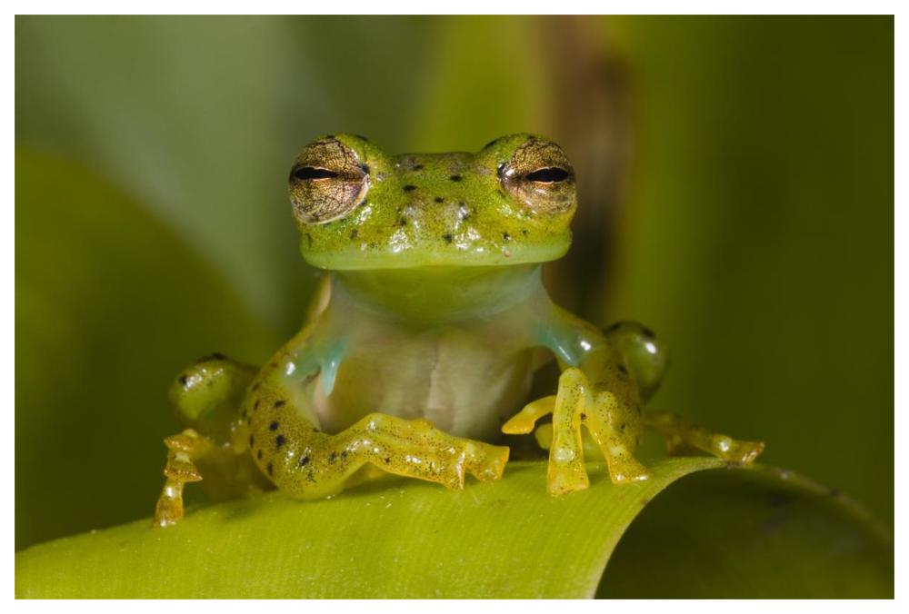 Emerald Glass Frog, northwest Ecuador-Paper Art-62"x42"