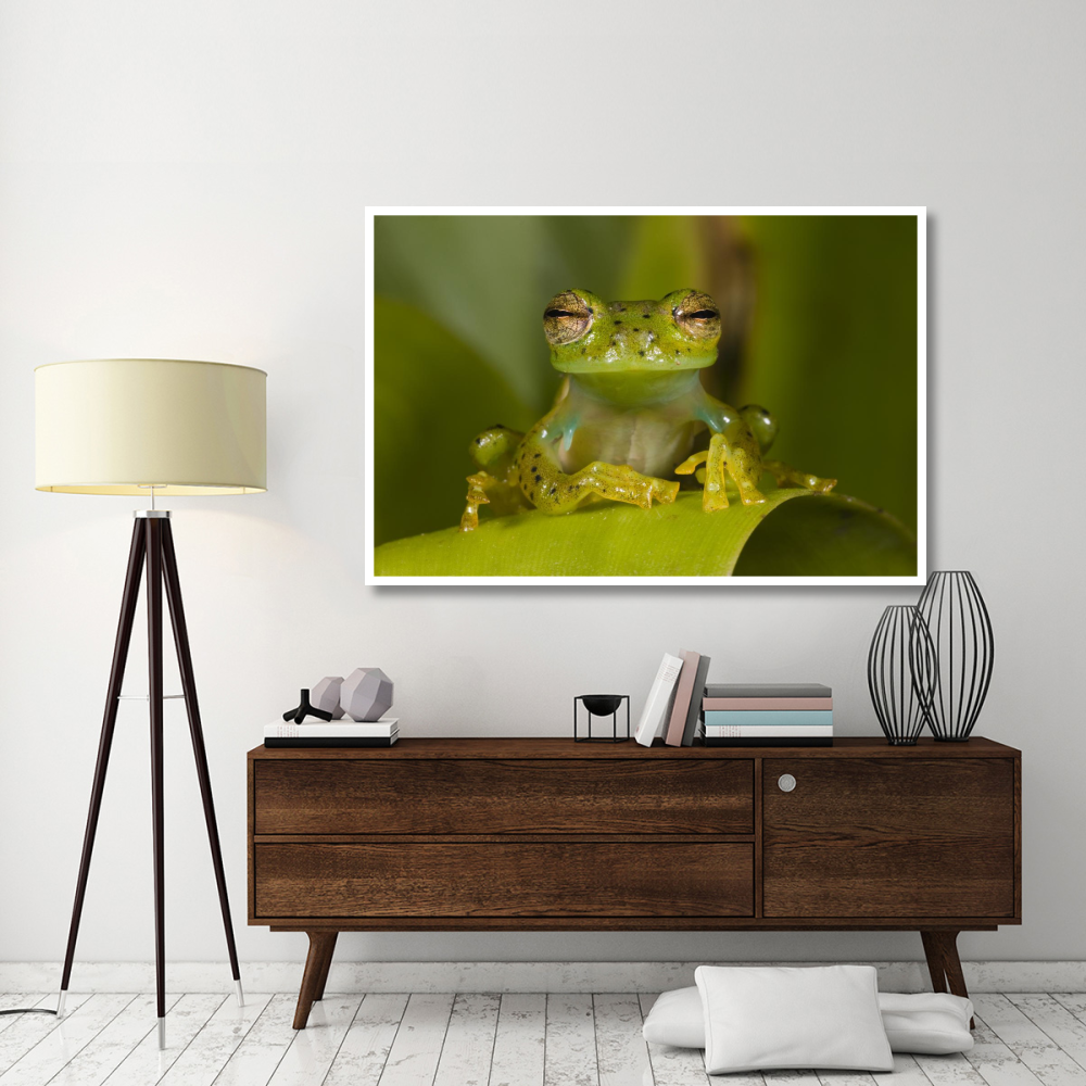 Emerald Glass Frog, northwest Ecuador-Paper Art-62&quotx42"