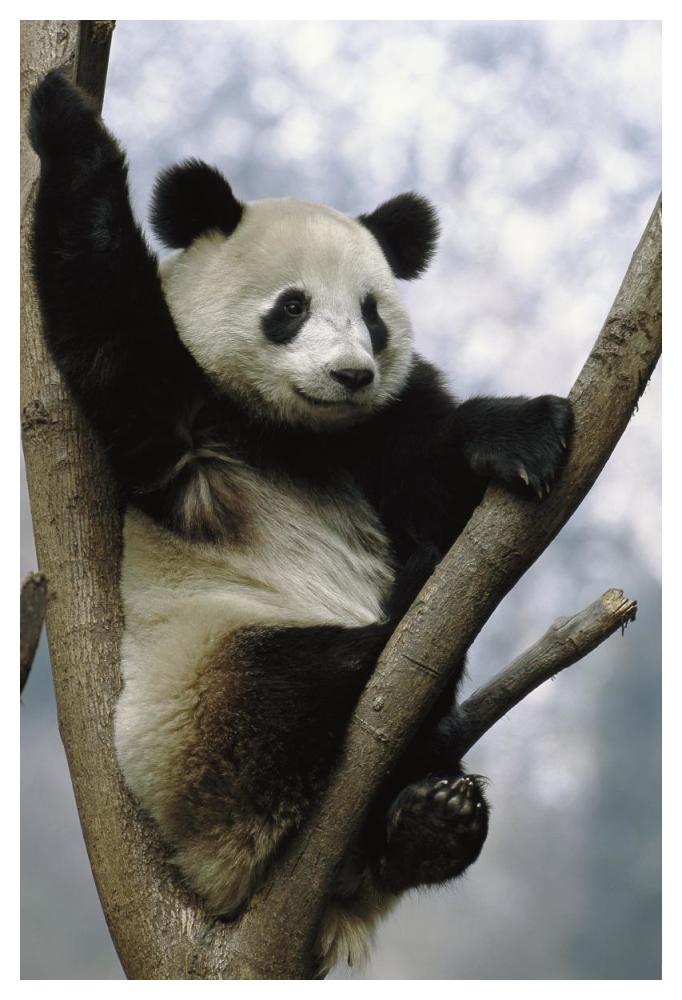 Giant Panda in tree, Wolong Valley, China-Paper Art-34"x50"