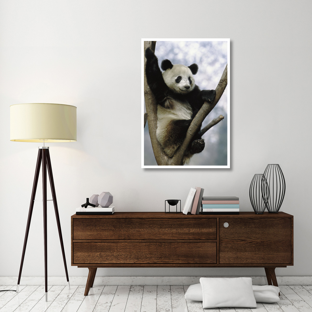 Giant Panda in tree, Wolong Valley, China-Paper Art-34&quotx50"
