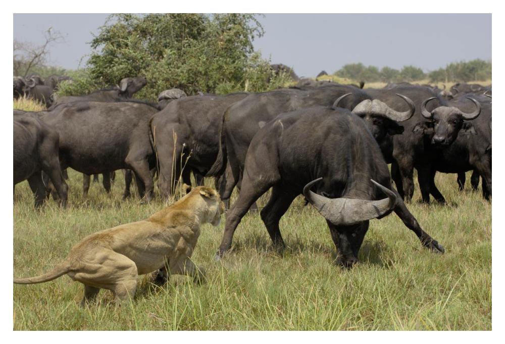African Lion fending off Cape Buffalo, Africa-Paper Art-20"x14"