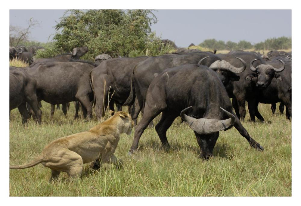African Lion fending off Cape Buffalo, Africa-Paper Art-32"x22"