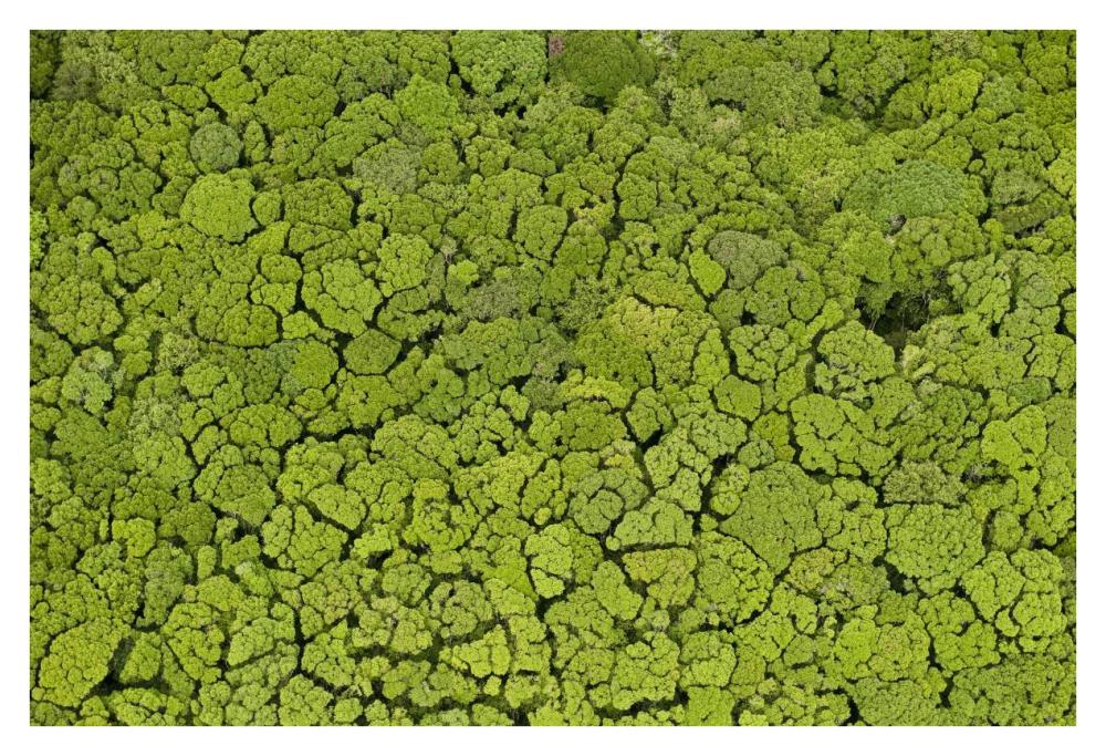 Rainforest, Iwokrama Rainforest Reserve, Guyana-Paper Art-38"x26"