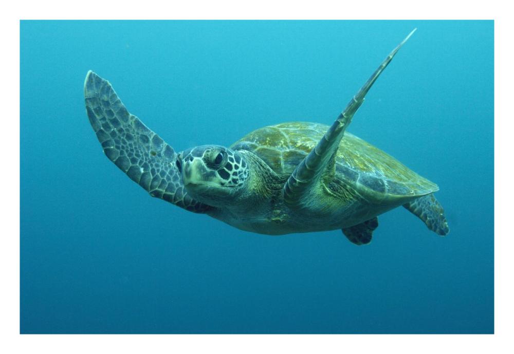 Green Sea Turtle swimming, Galapagos Islands, Ecuador-Paper Art-26"x18"