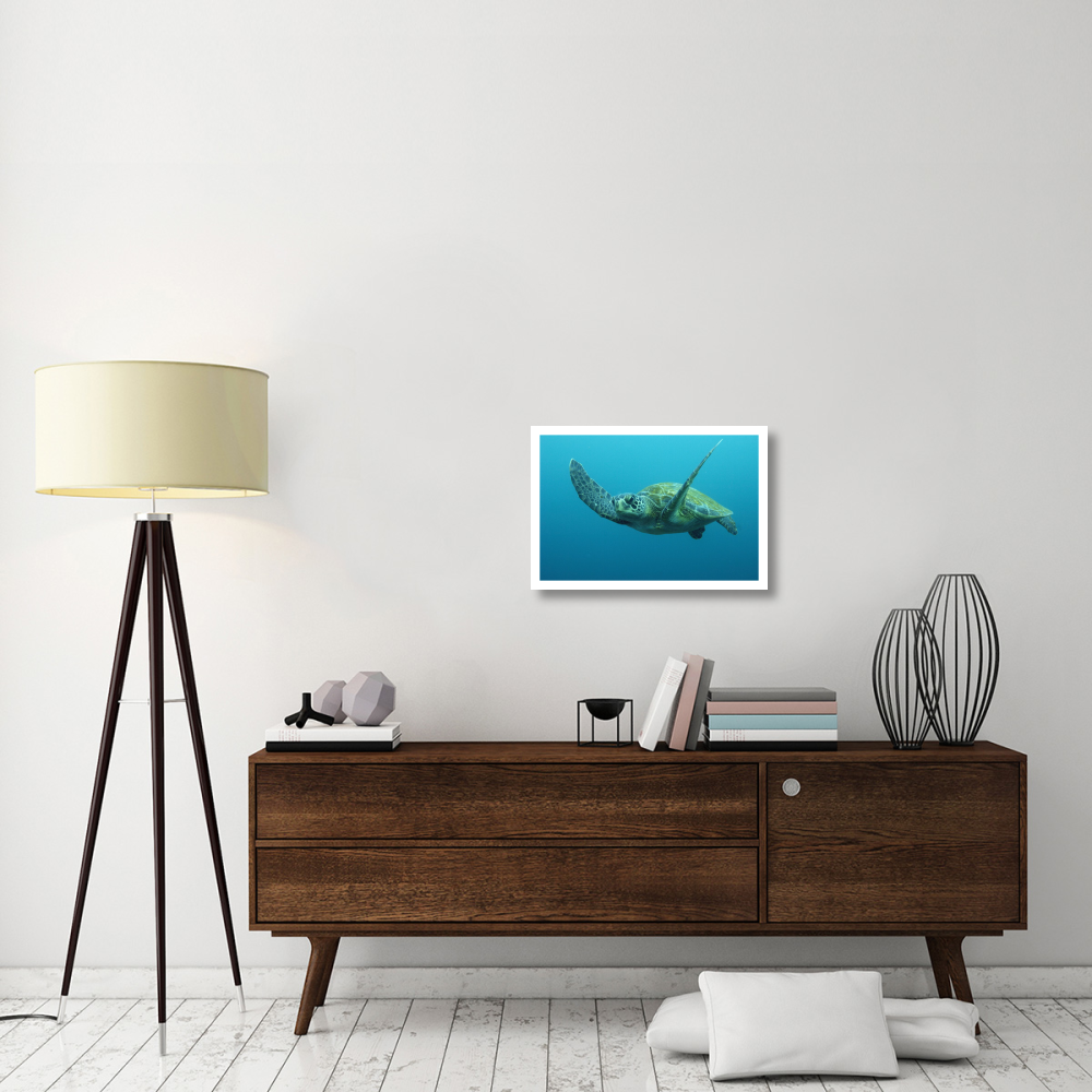 Green Sea Turtle swimming, Galapagos Islands, Ecuador-Paper Art-26&quotx18"