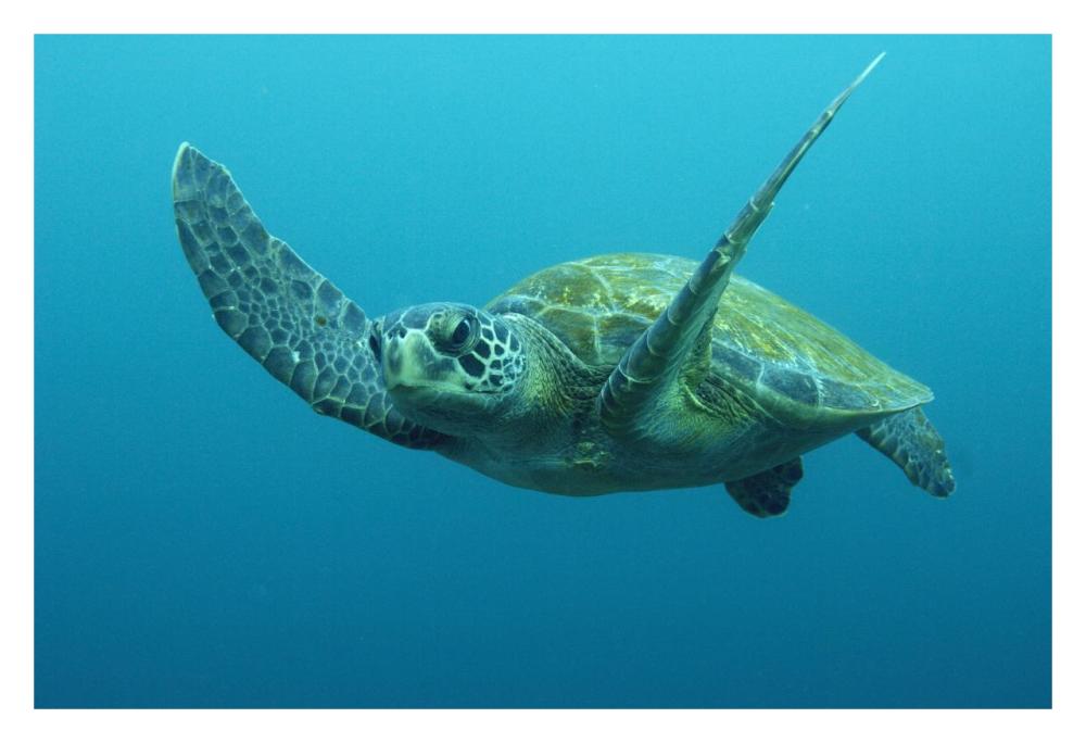 Green Sea Turtle swimming, Galapagos Islands, Ecuador-Paper Art-32"x22"