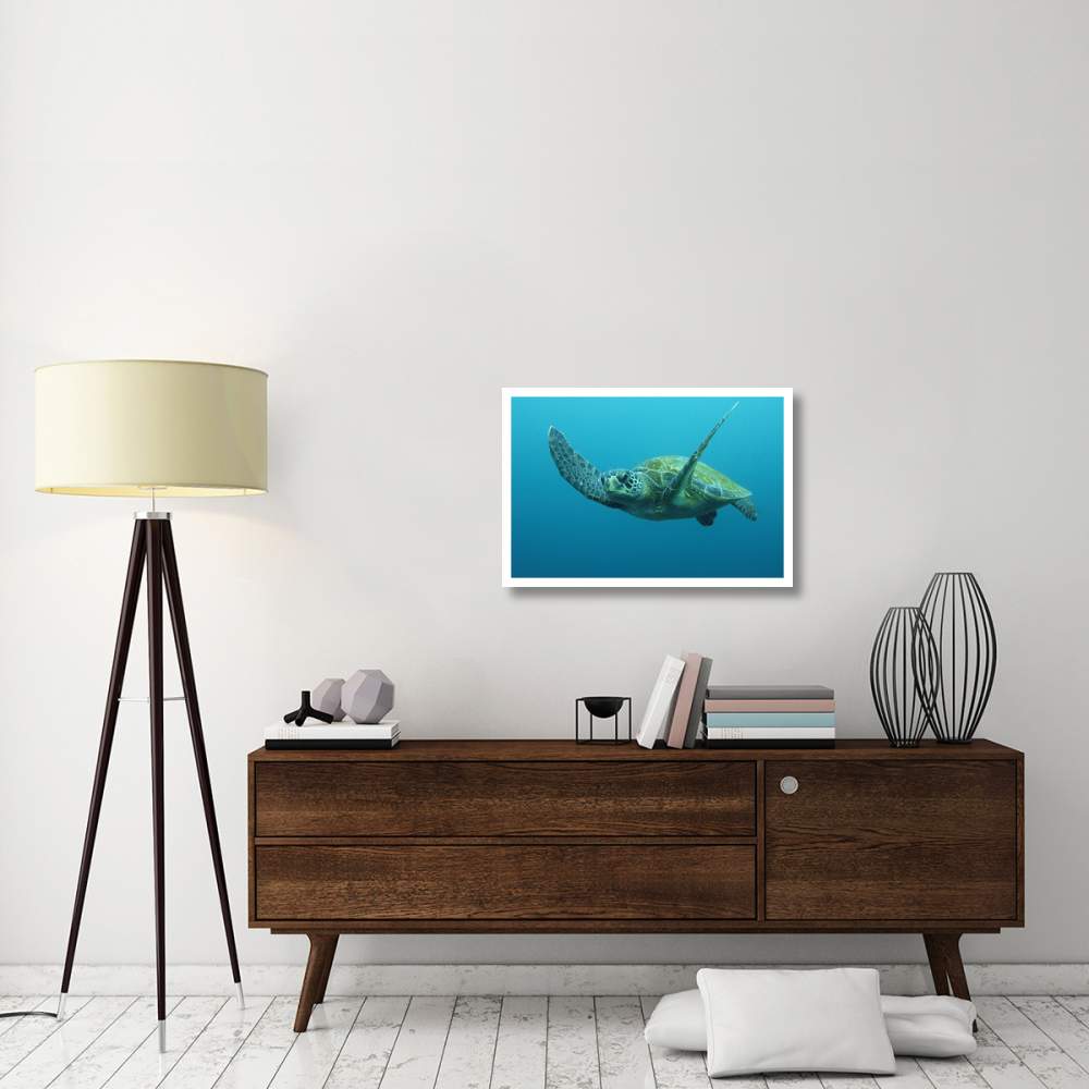 Green Sea Turtle swimming, Galapagos Islands, Ecuador-Paper Art-32&quotx22"