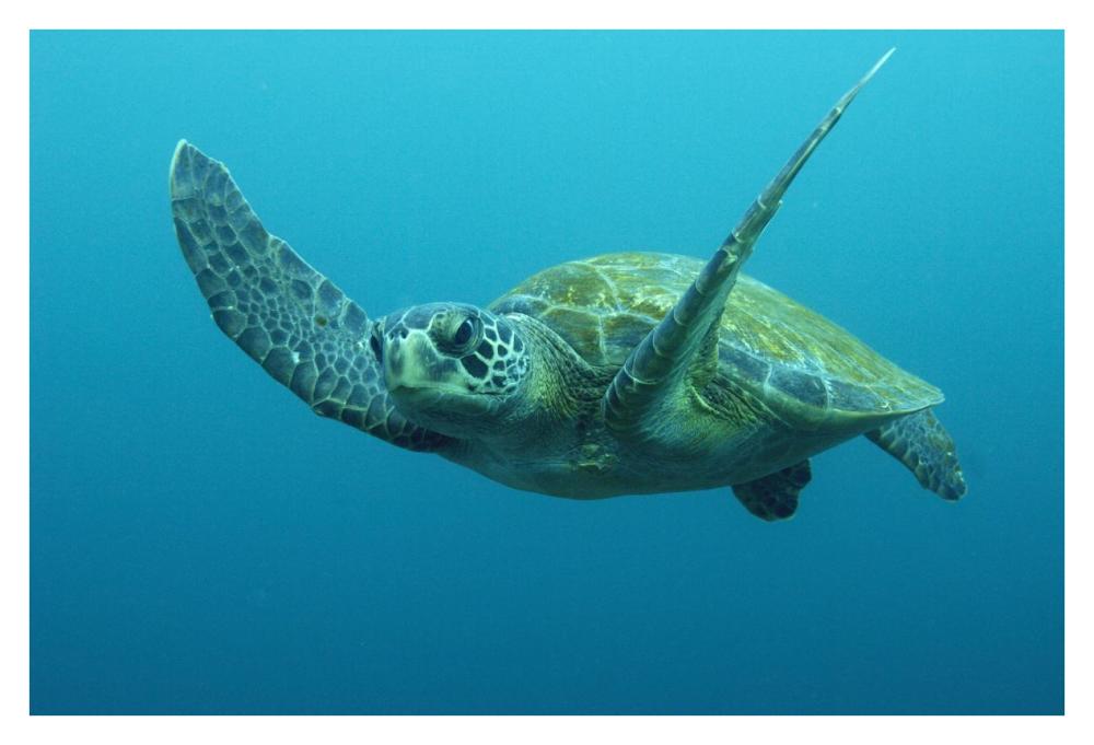 Green Sea Turtle swimming, Galapagos Islands, Ecuador-Paper Art-38"x26"