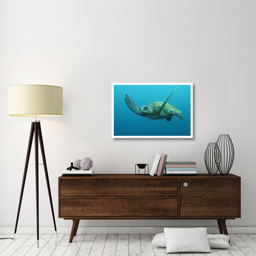 Green Sea Turtle swimming, Galapagos Islands, Ecuador-Paper Art-38&quotx26"