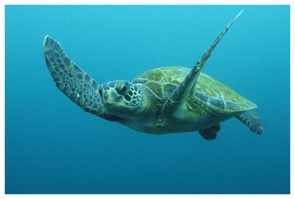 Green Sea Turtle swimming, Galapagos Islands, Ecuador-Paper Art-62"x42"