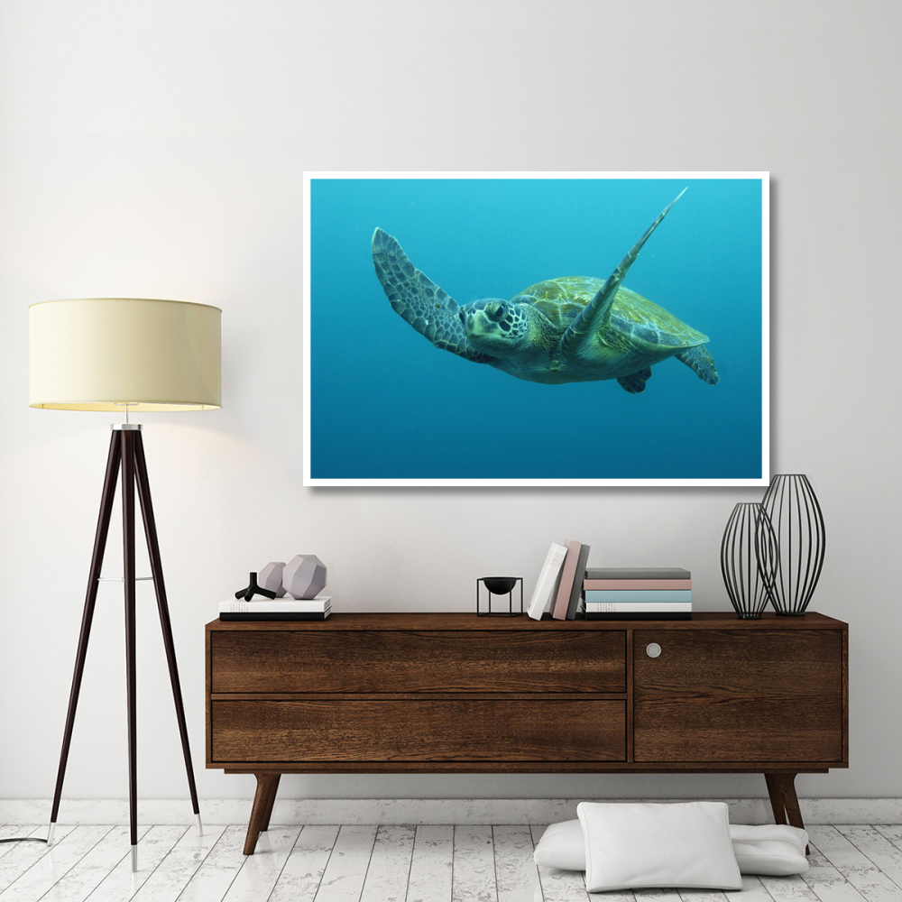 Green Sea Turtle swimming, Galapagos Islands, Ecuador-Paper Art-62&quotx42"