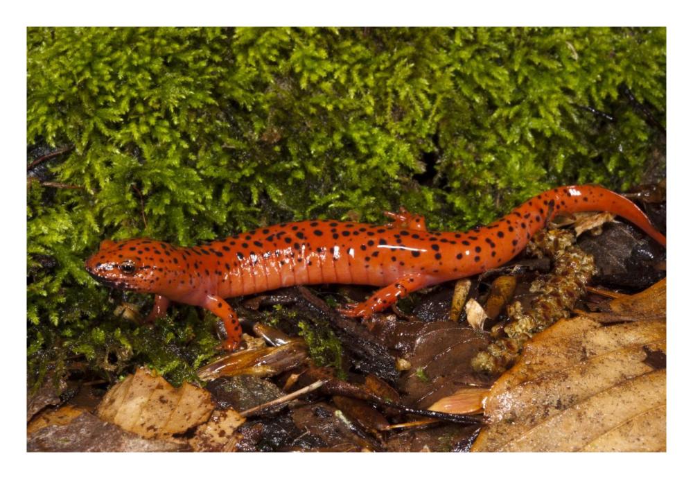 Red Salamander, native to the southeastern United States-Paper Art-26"x18"