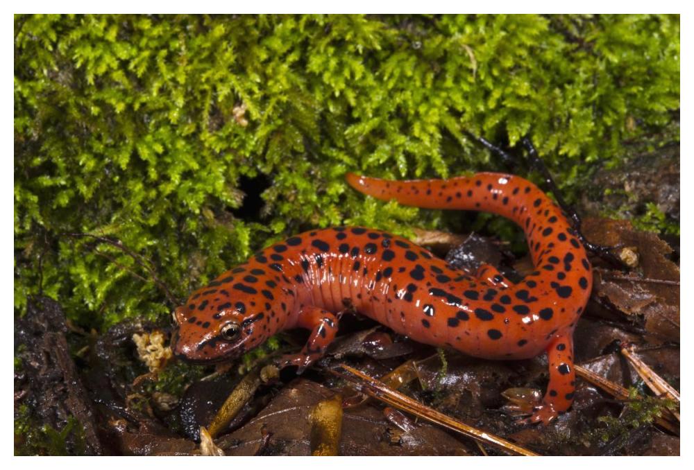Red Salamander, native to the southeastern United States-Paper Art-50"x34"