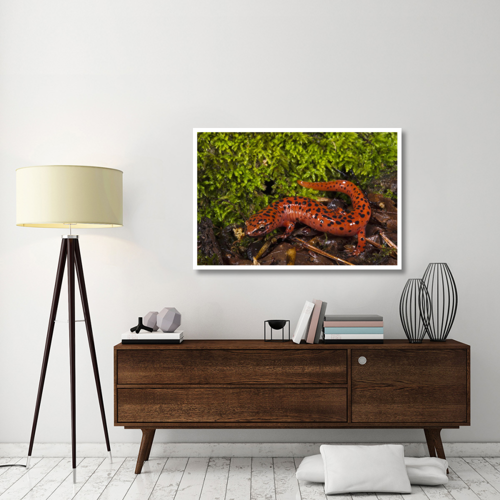 Red Salamander, native to the southeastern United States-Paper Art-50&quotx34"