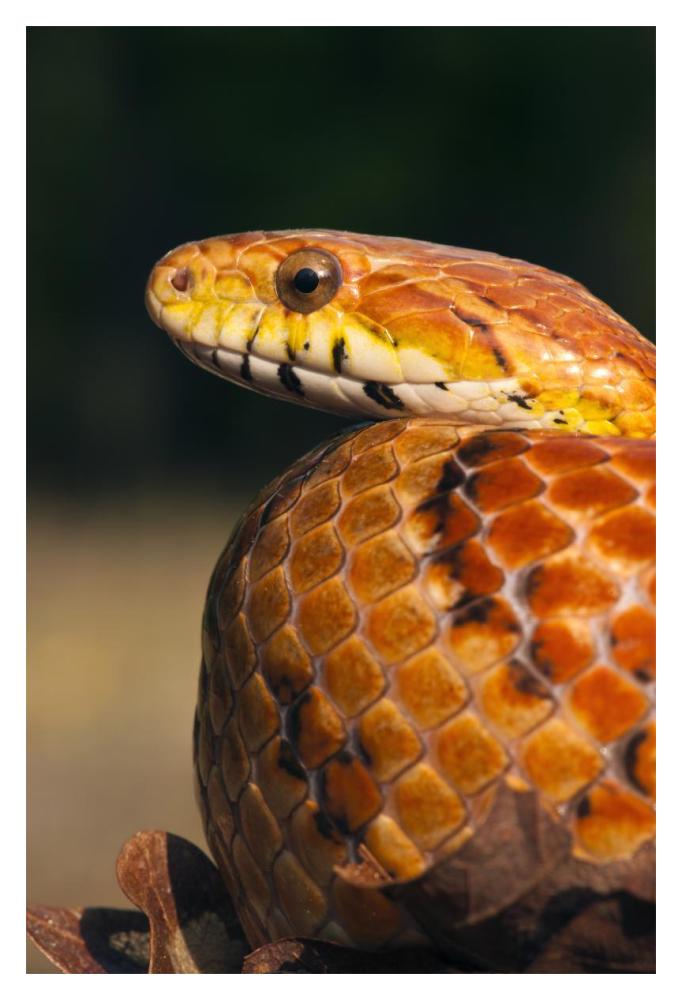 Cornsnake, native to southeastern and central United States-Paper Art-14"x20"