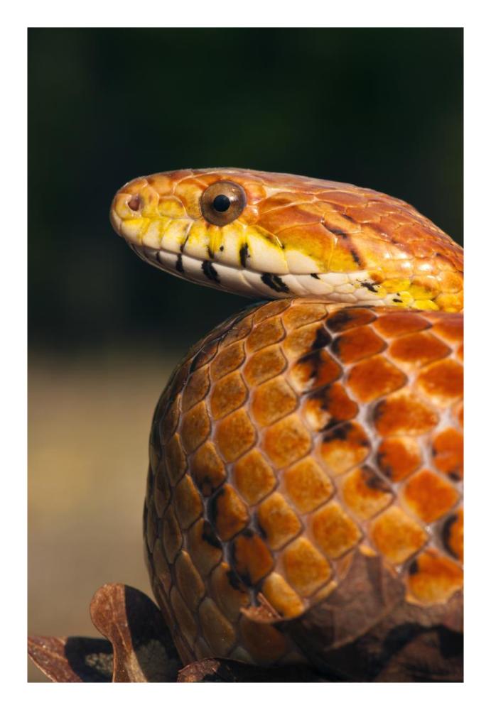 Cornsnake, native to southeastern and central United States-Paper Art-18"x26"