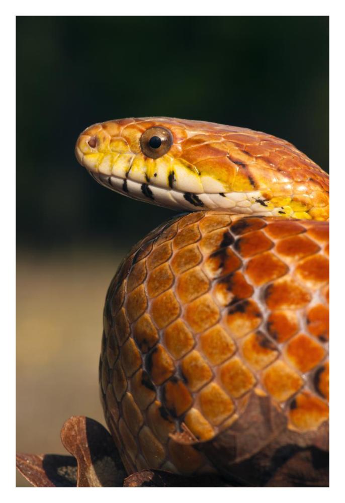 Cornsnake, native to southeastern and central United States-Paper Art-22"x32"
