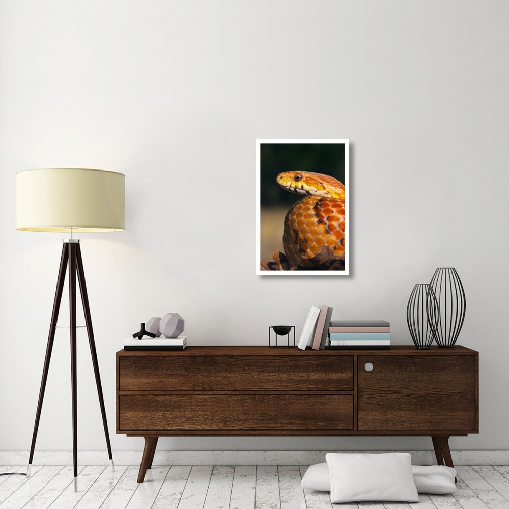 Cornsnake, native to southeastern and central United States-Paper Art-22&quotx32"