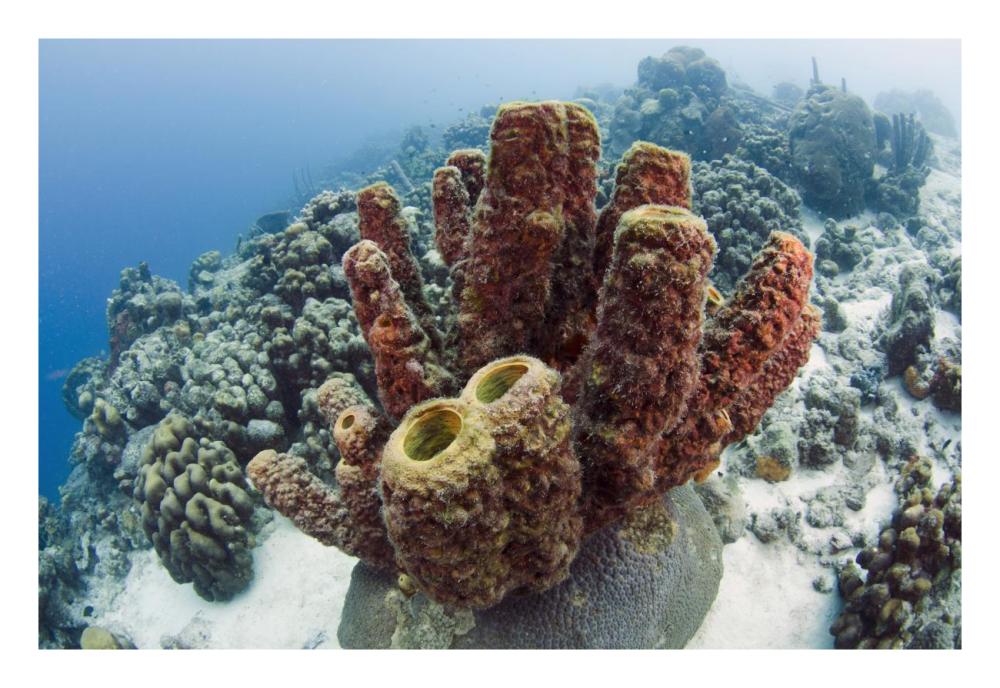 Brown Tube Sponge, Bonaire, Netherlands Antilles, Caribbean-Paper Art-26"x18"