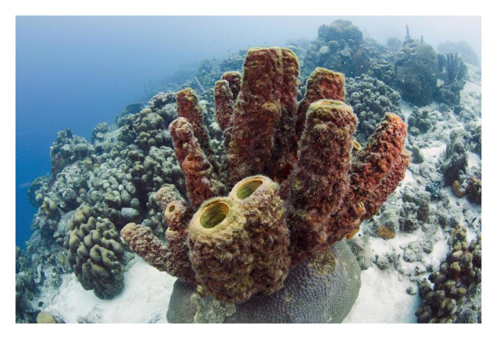 Brown Tube Sponge, Bonaire, Netherlands Antilles, Caribbean-Paper Art-32"x22"