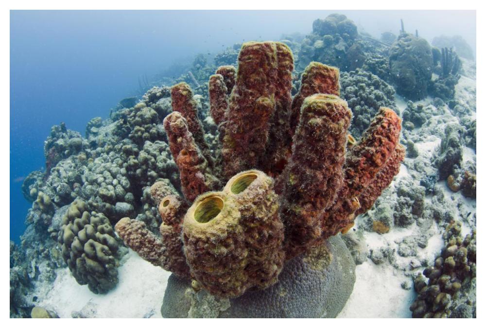 Brown Tube Sponge, Bonaire, Netherlands Antilles, Caribbean-Paper Art-50"x34"