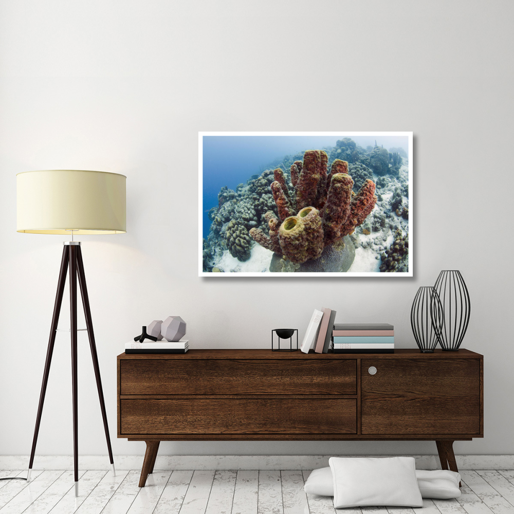 Brown Tube Sponge, Bonaire, Netherlands Antilles, Caribbean-Paper Art-50&quotx34"