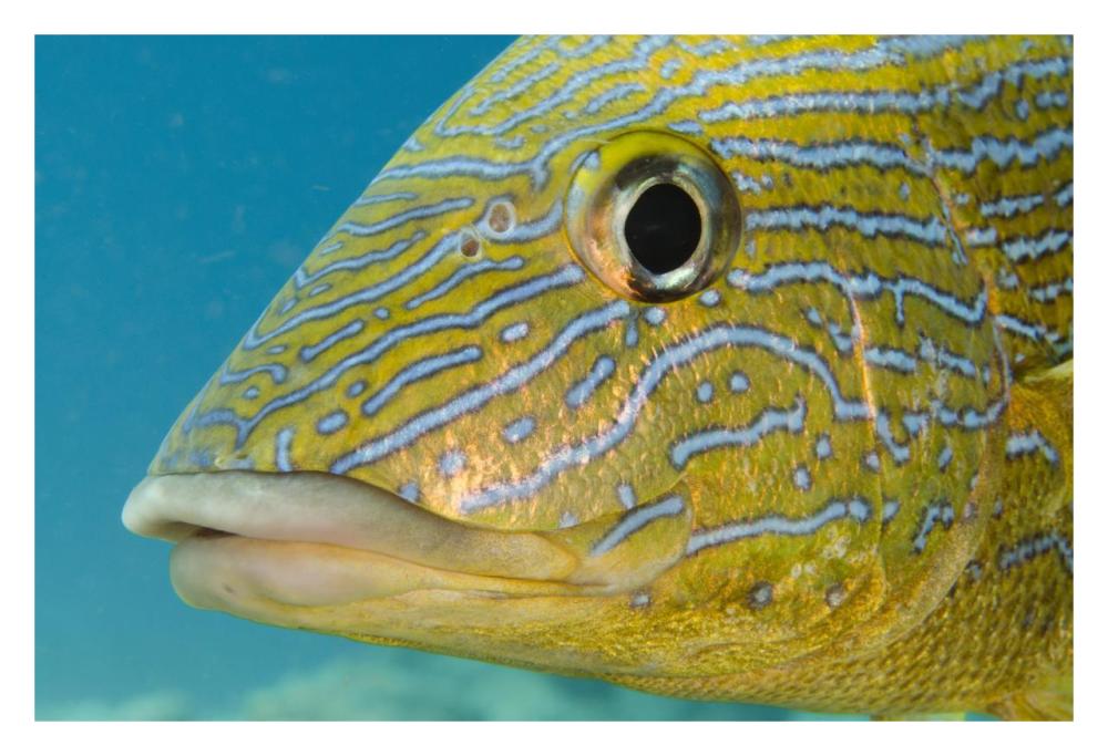 Painted Sweetlips, Bonaire, Netherlands Antilles, Caribbean-Paper Art-32"x22"