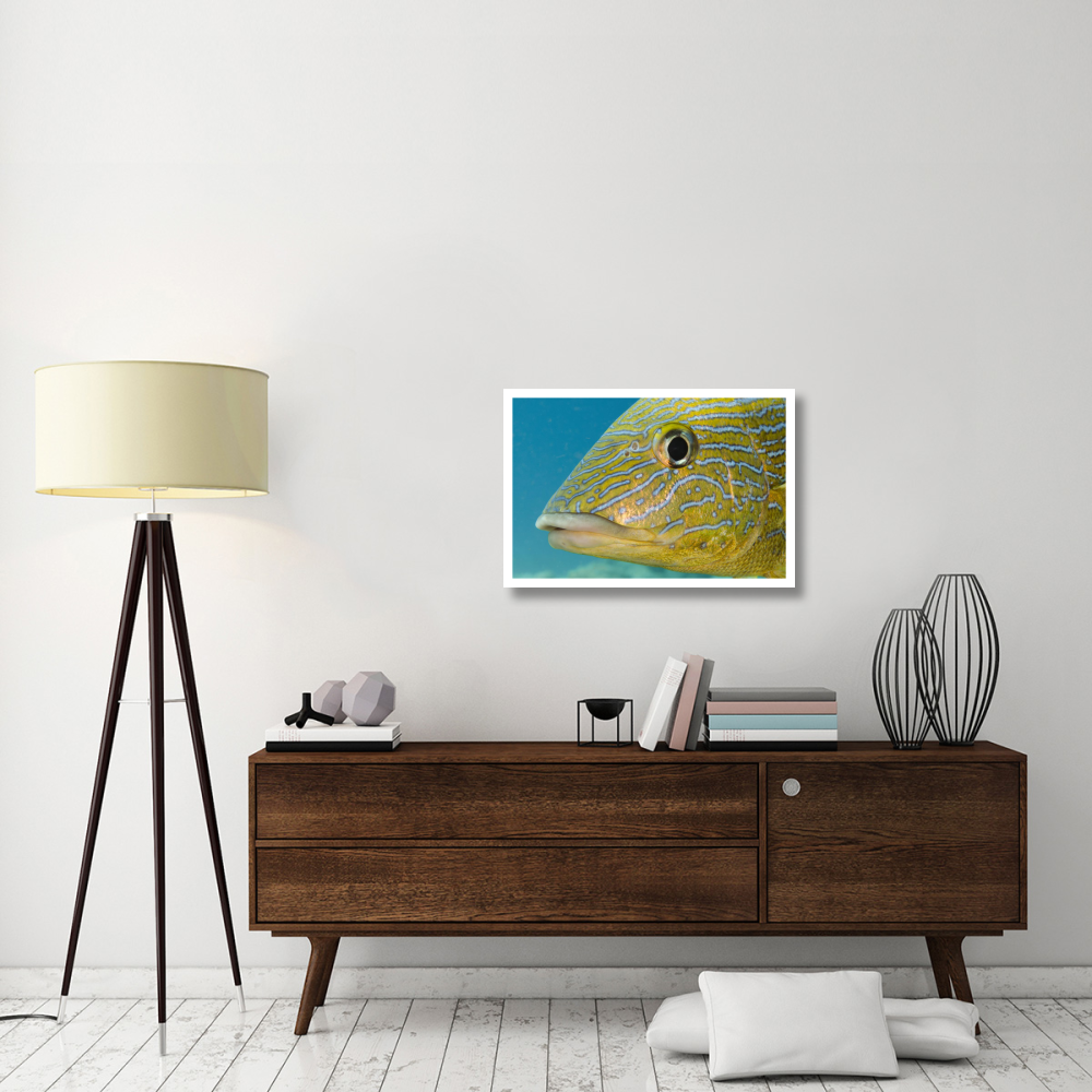 Painted Sweetlips, Bonaire, Netherlands Antilles, Caribbean-Paper Art-32&quotx22"