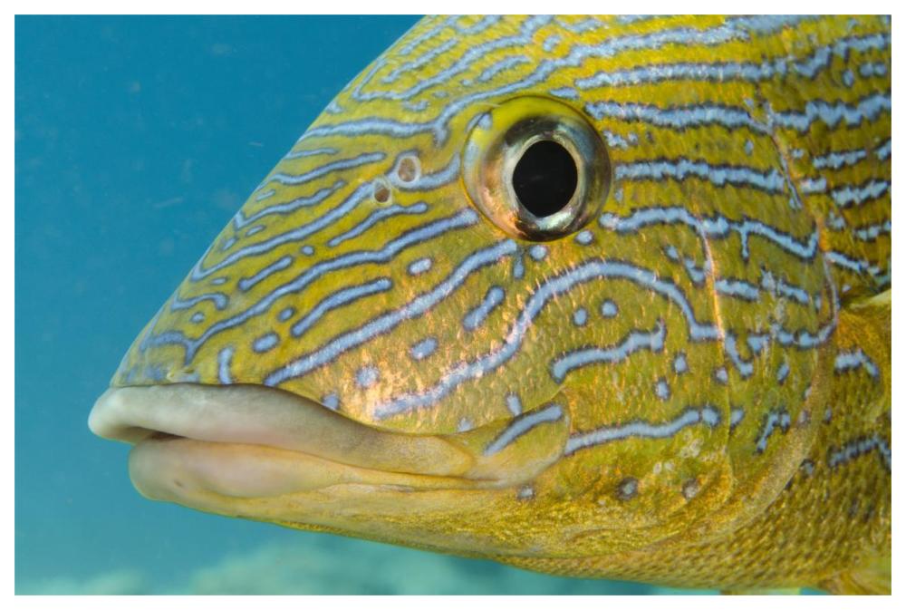 Painted Sweetlips, Bonaire, Netherlands Antilles, Caribbean-Paper Art-62"x42"