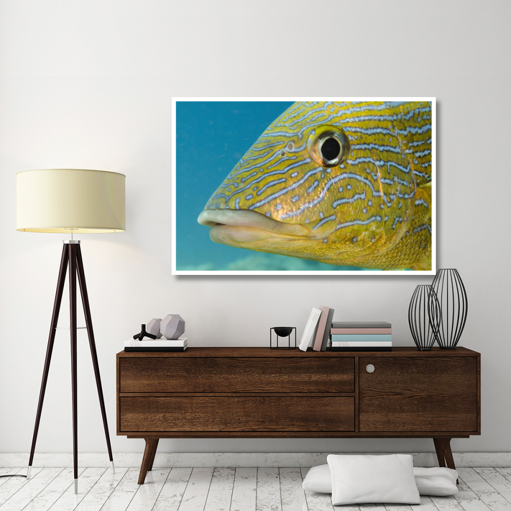 Painted Sweetlips, Bonaire, Netherlands Antilles, Caribbean-Paper Art-62&quotx42"