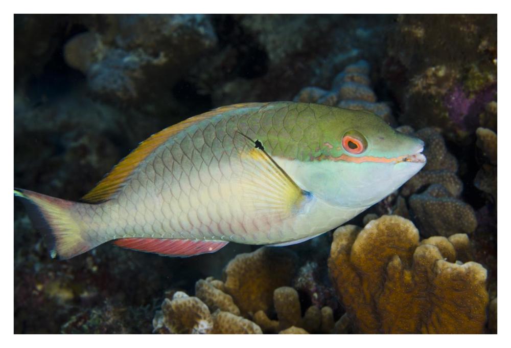 Red-banded Parrotfish, Bonaire, Netherlands Antilles, Caribbean-Paper Art-38"x26"