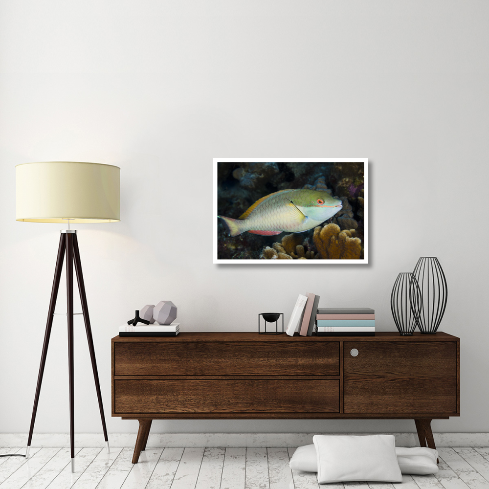Red-banded Parrotfish, Bonaire, Netherlands Antilles, Caribbean-Paper Art-38&quotx26"