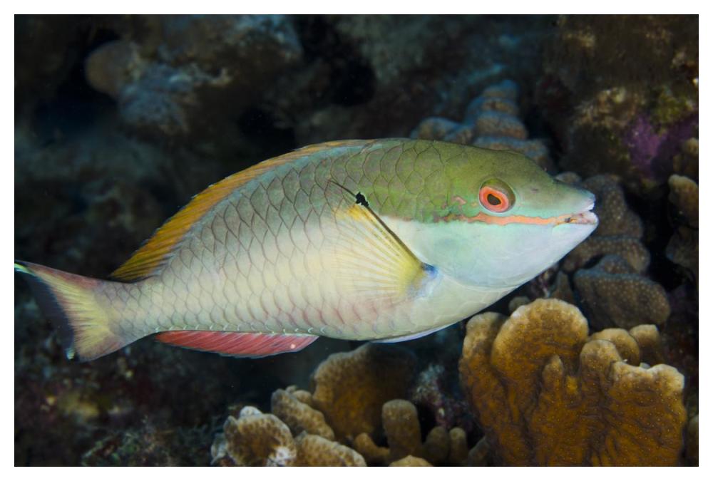 Red-banded Parrotfish, Bonaire, Netherlands Antilles, Caribbean-Paper Art-50"x34"