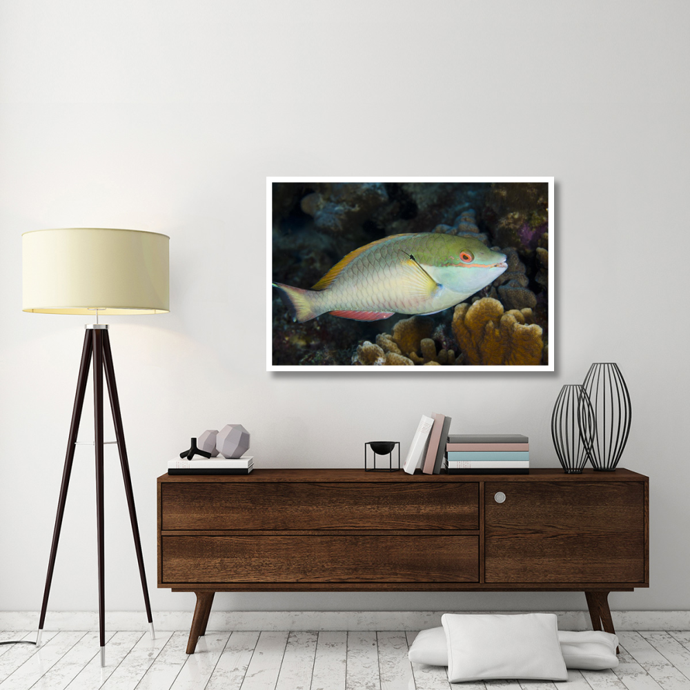 Red-banded Parrotfish, Bonaire, Netherlands Antilles, Caribbean-Paper Art-50&quotx34"