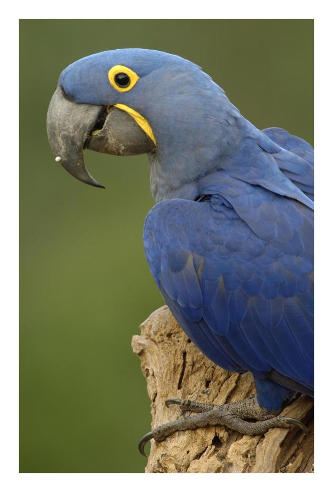 Hyacinth Macaw portrait, Cerrado habitat, Brazil, South America-Paper Art-18"x26"