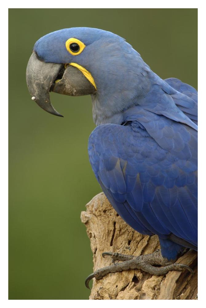 Hyacinth Macaw portrait, Cerrado habitat, Brazil, South America-Paper Art-26"x38"
