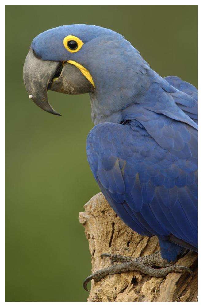 Hyacinth Macaw portrait, Cerrado habitat, Brazil, South America-Paper Art-42"x62"