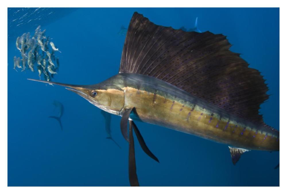 Atlantic Sailfish hunting Round Sardinella, Isla Mujeres, Mexico-Paper Art-20"x14"