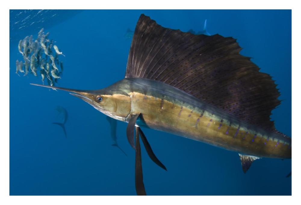 Atlantic Sailfish hunting Round Sardinella, Isla Mujeres, Mexico-Paper Art-32"x22"