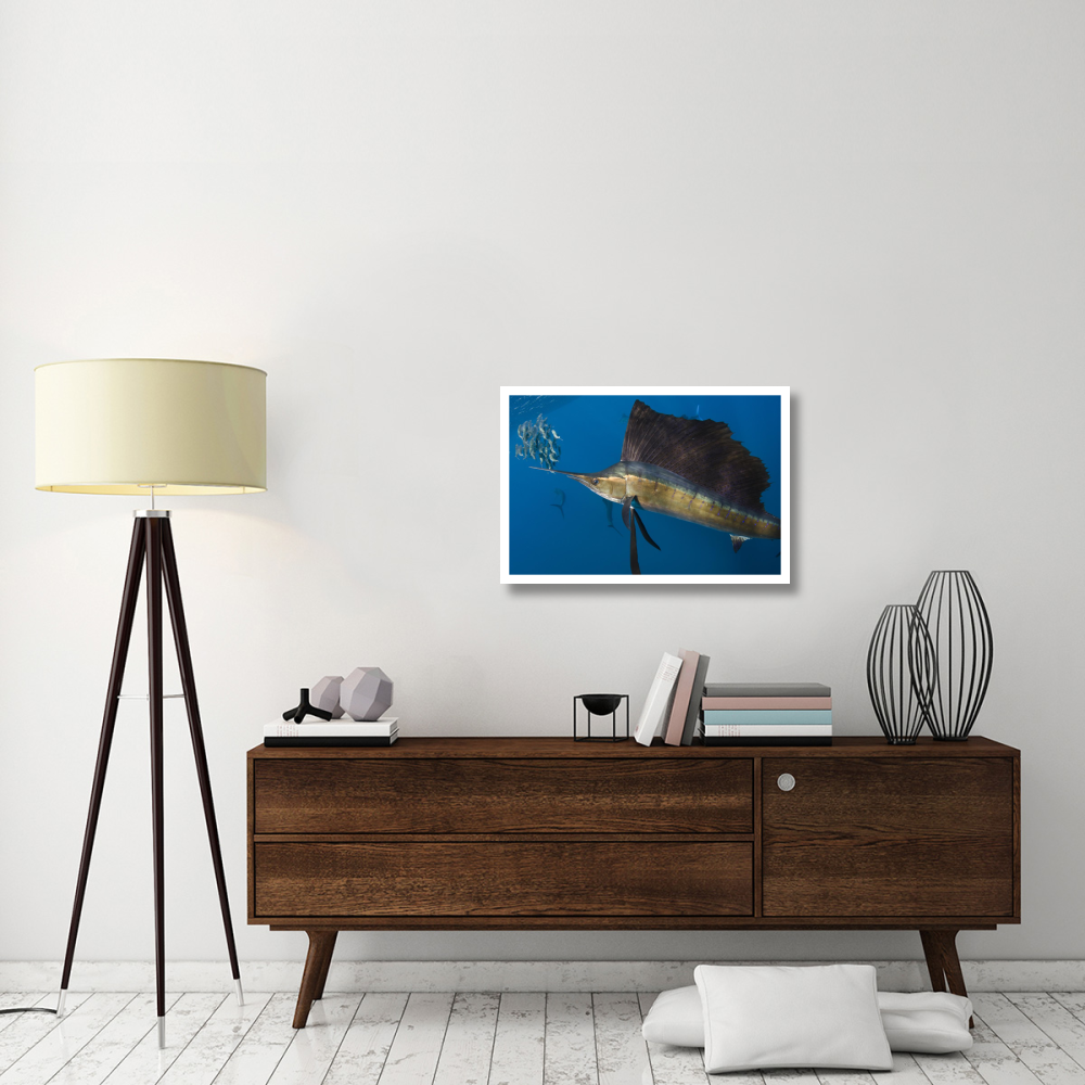 Atlantic Sailfish hunting Round Sardinella, Isla Mujeres, Mexico-Paper Art-32&quotx22"