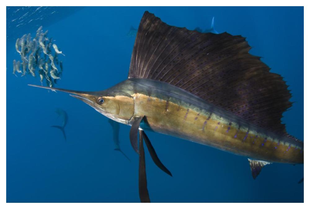 Atlantic Sailfish hunting Round Sardinella, Isla Mujeres, Mexico-Paper Art-50"x34"