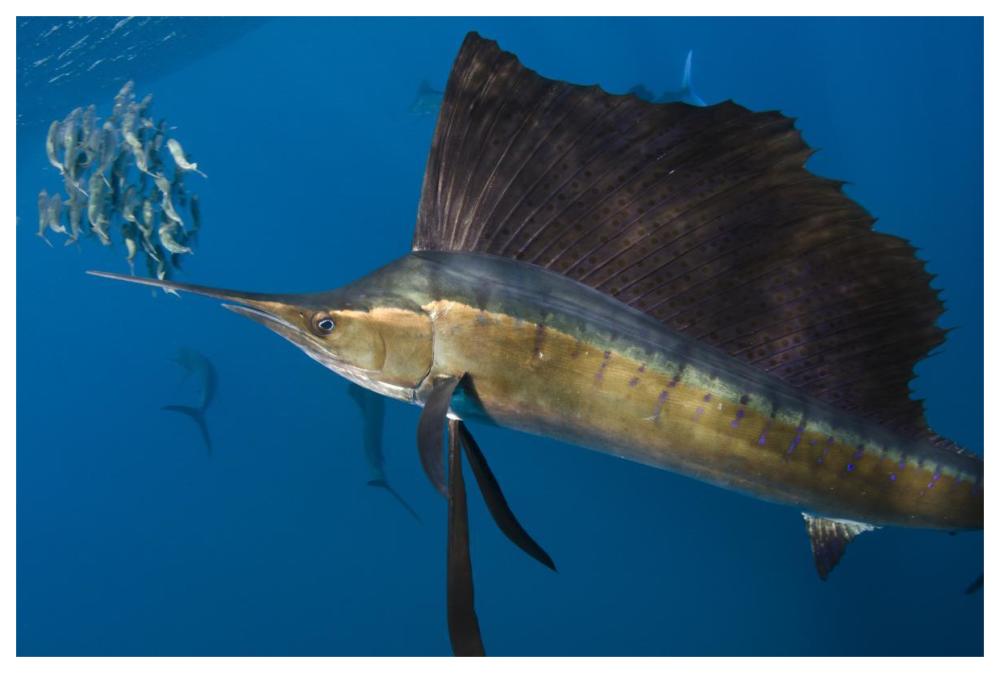 Atlantic Sailfish hunting Round Sardinella, Isla Mujeres, Mexico-Paper Art-62"x42"