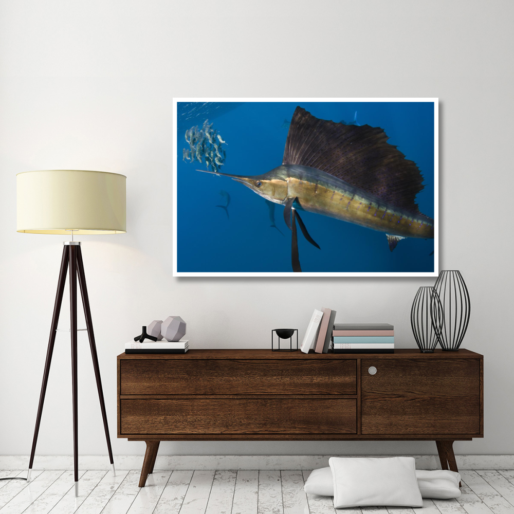 Atlantic Sailfish hunting Round Sardinella, Isla Mujeres, Mexico-Paper Art-62&quotx42"
