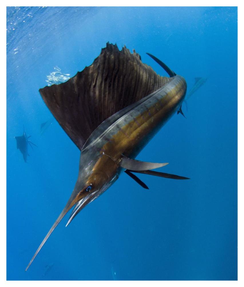 Atlantic Sailfish hunting Round Sardinella, Isla Mujeres, Mexico-Paper Art-39.4"x46"