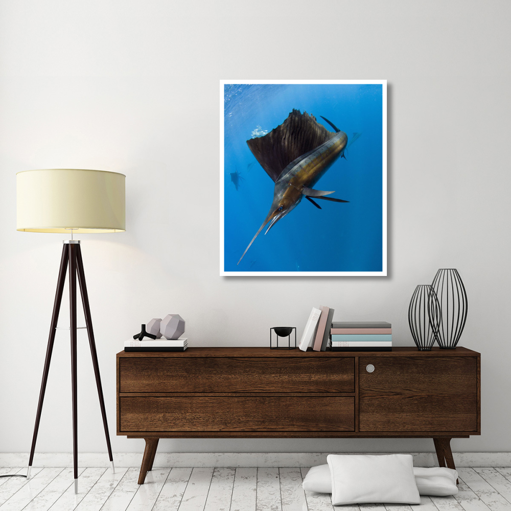 Atlantic Sailfish hunting Round Sardinella, Isla Mujeres, Mexico-Paper Art-39.4&quotx46"