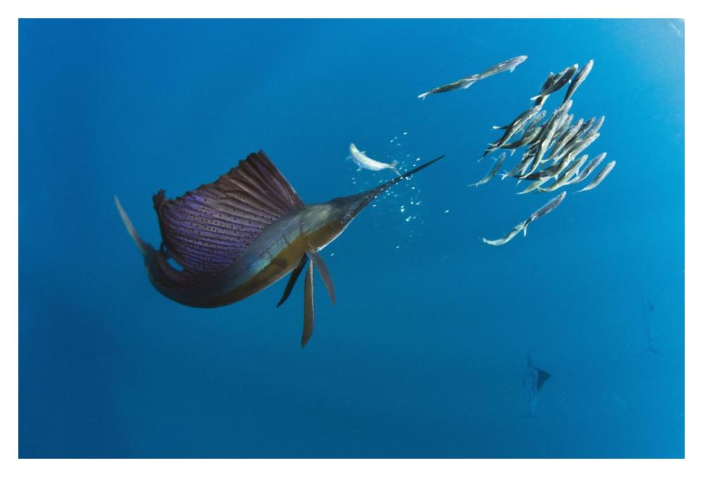 Atlantic Sailfish hunting Round Sardinella, Isla Mujeres, Mexico-Paper Art-20"x14"