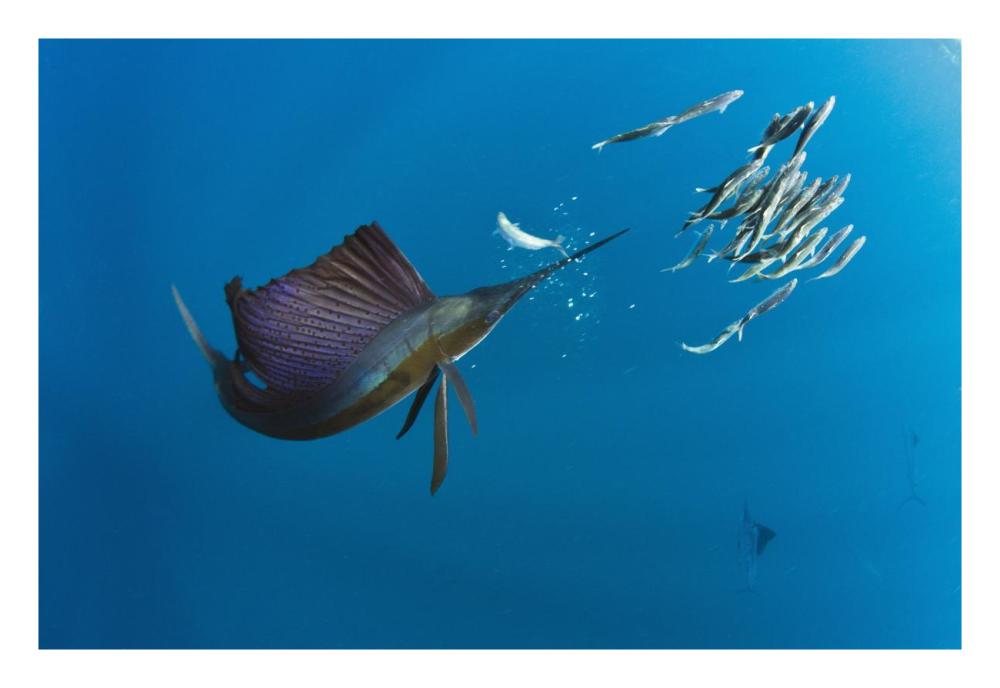 Atlantic Sailfish hunting Round Sardinella, Isla Mujeres, Mexico-Paper Art-26"x18"