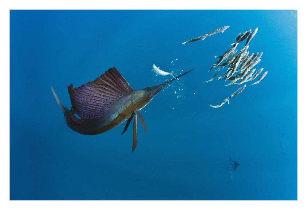 Atlantic Sailfish hunting Round Sardinella, Isla Mujeres, Mexico-Paper Art-32"x22"